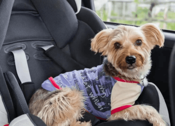 BEST DOG CAR SEAT
