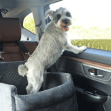 CHOOSE THE PERFECT DOG CAR SEAT